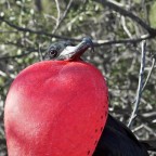 Isole Galapagos, di ritorno dal viaggio di nozze. 

Sembra sempre una formalit�, ma i commenti sono davvero molto apprezzati. Sono alle prime pubblicazioni fuori dalla categoria "primi scatti", quindi gradirei veramente qualsiasi genere di commento che possa aiutarmi a crescere come fotografo.

Dati scatto: Olympus E-PL2+Sigma FD 70-210mm f/4-5.6 UC-II (manual focus&zoom @ about 120mm, f/16, 1/125, ISO200)