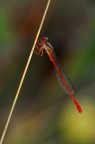 True colors of nature True colors of nature