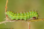 Bruco di Saturnia pavoniella