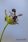 Physocephala Physocephala