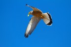 Falco Grillaio Falco Grillaio