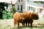 bufali urbani bufali urbani