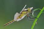 Orthetrum cancellatum