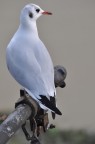 Gabbiano Gabbiano