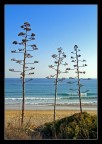 alberelli in vacanza al mare... alberelli in vacanza al mare...