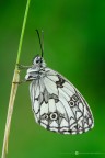 Melanargia galathea Melanargia galathea