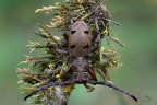Dorcatypus tristis Dorcatypus tristis