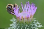 Come una ciliegina sulla torta Come una ciliegina sulla torta