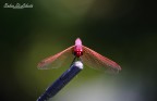 Libellula Libellula
