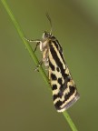 ...piccola falena diurna... ...piccola falena diurna...