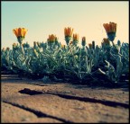 Flowers Flowers