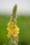 Yellow Flower Yellow Flower