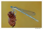 Altra Damigella Altra Damigella