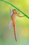 Crocothemis erythraea Crocothemis erythraea
