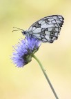 Melanargia galathea Melanargia galathea