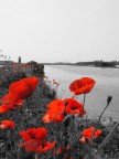 Red flowers Red flowers