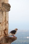 Volo
