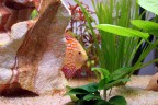 Discus Discus
