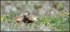 Marmottona Marmottona