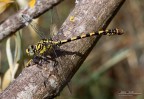 O. Forcipatus O. Forcipatus