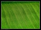 Colline Colline