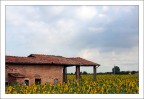 Girasoli Girasoli