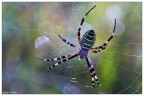 Argiope bruennichi Argiope bruennichi