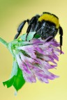 Bombus sp. Bombus sp.