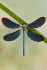 F16
0,5
ISO 100
-Calopteryx Splendens maschio-
Da tanto tempo cercavo di fotografare questo soggetto con le ali completamente distese, l'alzataccia alle 03.30 del mattino � stata ripagata.

[url=http://i1128.photobucket.com/albums/m500/hawkeye691/_MG_7700-1600-per-il-web.jpg][b]Clicca qui per la versione ad alta risoluzione![/b][/url]