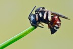 Epeoloides coecutiens Epeoloides coecutiens