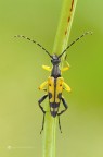 Strangalia maculata Strangalia maculata