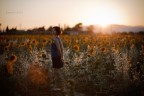Come un girasole Come un girasole