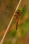 Libellula