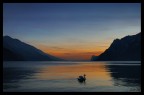 cigno al tramonto cigno al tramonto