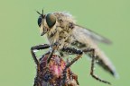 Machimus rusticus Machimus rusticus