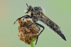 Tolmerus sp. Tolmerus sp.