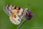 Farfalla apollo (Parnassius apollo)