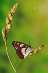 Limenitis reducta Limenitis reducta