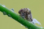 Acanalonia conica Acanalonia conica
