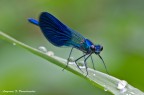 Sguardo cattivo! (calopteryx splendens maschio) Sguardo cattivo! (calopteryx splendens maschio)