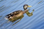duck duck