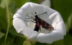 nel fiore