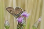 tra un fiore e l'altro........