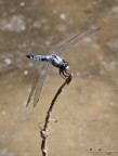 Brunneum fluviale Brunneum fluviale