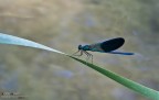 Calopteryx splendens