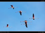 Camargue # 11 Camargue # 11