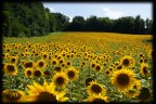 Girasoli Girasoli
