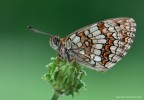 Melitaea athalia Melitaea athalia