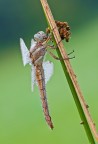 Orthetrum brunneum