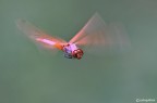 Trithemys annulata in volo Trithemys annulata in volo
